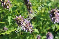 Agastache scrophulariifolia (Willd.) Kuntze