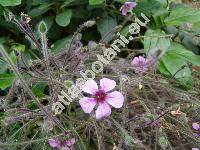 Geranium maderense Yeo