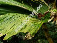 Licuala grandis Wendl. (Licuala grandis Wendl. ex Lind.)