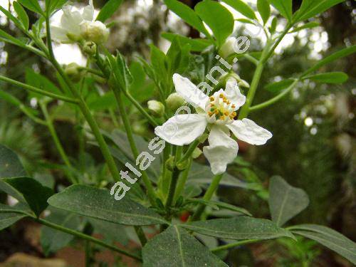 Choisya ternata Kunth