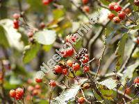 Sorbus aria (L.) Crantz (Mespilus aria (L.) Scop.)