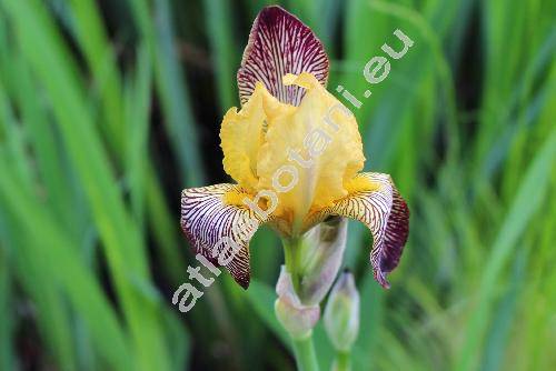 Iris variegata L.