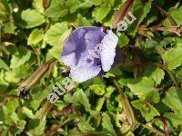 Torenia asiatica L. (Torenia alata (Roxb.) Benth., Henckelia alata (Roxb.) Dietr., Torenia glabra Osb., Torenia kiusiana Ohwi, Gratiola alata Roxb.)