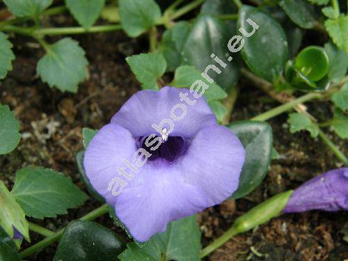 Torenia asiatica L. (Torenia alata (Roxb.) Benth., Henckelia alata (Roxb.) Dietr., Torenia glabra Osb., Torenia kiusiana Ohwi, Gratiola alata Roxb.)