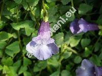 Torenia asiatica L. (Torenia alata (Roxb.) Benth., Henckelia alata (Roxb.) Dietr., Torenia glabra Osb., Torenia kiusiana Ohwi, Gratiola alata Roxb.)