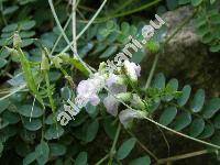 Vicia sylvatica L. (Vicia silvatica L.)