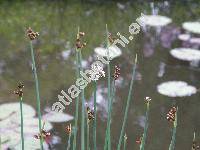 Schoenoplectus tabernaemontanii (Gmel.) Palla (Scirpus lacustris subsp. glaucus (Sm.) Hartman, Scirpus tabernaemontanii Gmel.)