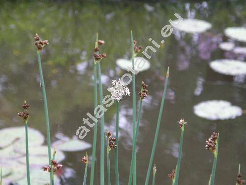 Schoenoplectus tabernaemontanii (Gmel.) Palla (Scirpus lacustris subsp. glaucus (Sm.) Hartman, Scirpus tabernaemontanii Gmel.)