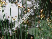 Schoenoplectus tabernaemontanii (Gmel.) Palla (Scirpus lacustris subsp. glaucus (Sm.) Hartman, Scirpus tabernaemontanii Gmel.)