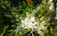 Ledum palustre L. (Rhododendron tomentosum Harm., Ledum tomentosum Stok. nom. illeg.)