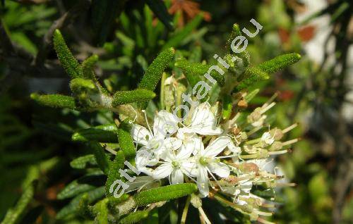 Ledum palustre L. (Rhododendron tomentosum Harm., Ledum tomentosum Stok. nom. illeg.)