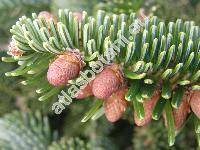 Abies numidica de Lannoy ex Carr. (Abies pinsapo var. numidica (de Lannoy ex Carr.) Sal., Picea numidica (de Lannoy ex Carr.) Sm. ex Gord., Pinus baborensis (Coss.) McNab)