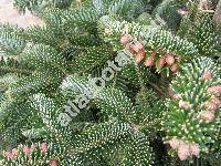 Abies numidica de Lannoy ex Carr. (Abies pinsapo var. numidica (de Lannoy ex Carr.) Sal., Picea numidica (de Lannoy ex Carr.) Sm. ex Gord., Pinus baborensis (Coss.) McNab)