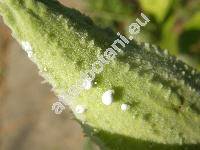 Asclepias syriaca L.