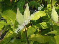 Asclepias syriaca L.