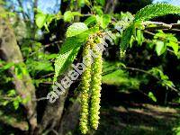 Ostrya carpinifolia Scop. (Ostrya vulgaris Willd., Carpinus ostrya L.)