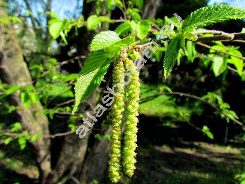 Ostrya carpinifolia Scop. (Ostrya vulgaris Willd., Carpinus ostrya L.)