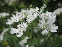 Orlaya grandiflora (L.) Hoffm. (Caucalis grandiflora L.)