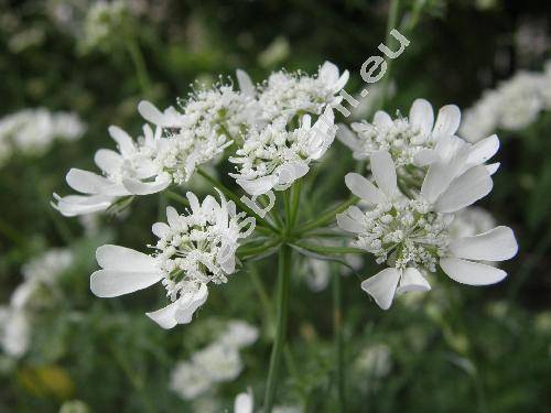 Orlaya grandiflora (L.) Hoffm. (Caucalis grandiflora L.)