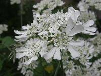 Orlaya grandiflora (L.) Hoffm. (Caucalis grandiflora L.)