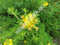 Chamaecytisus supinus (L.) Link (Chamaecytisus hirsutus Cr., Cytisus bisflorens Host, Genista supina (L.) Scheele, Genista capitata (Scop.) Scheele, Tubocytisus capitatus(Scop.) Fourr.)