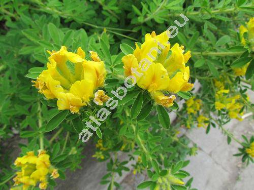 Chamaecytisus supinus (L.) Link (Chamaecytisus hirsutus Cr., Cytisus bisflorens Host, Genista supina (L.) Scheele, Genista capitata (Scop.) Scheele, Tubocytisus capitatus(Scop.) Fourr.)