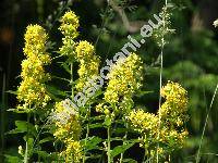 Solidago virgaurea subsp. minuta (L.) Arcang. (Solidago minuta L., Solidago virgaurea subsp. alpestris (Willd.) Hayek)