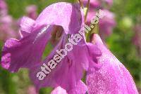 Gladiolus imbricatus L. (Gladiolus rossicus Pers., Gladiolus tenuis Bieb.)