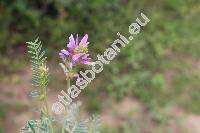 Astragalus onobrychis L.