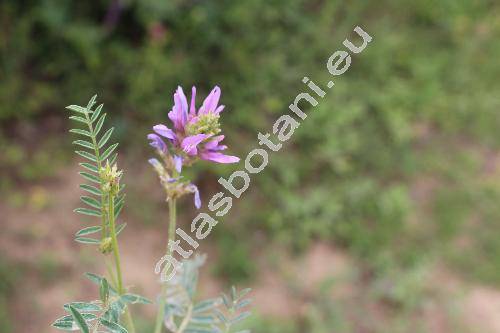 Astragalus onobrychis L.