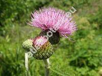 Cirsium heterophyllum (Carduus heterophyllus L., Cnicus heterophyllus (L.) Retz.)