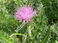 Cirsium acaule (L.) Scop. (Carduus acaulis L., Cnicus acaulis (L.) Willd.)