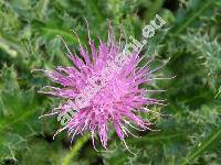 Cirsium acaule (L.) Scop. (Carduus acaulis L., Cnicus acaulis (L.) Willd.)