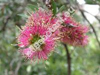 Callistemon rigidus Gr. (Metrosideros linearis Muhl. ex Willd., Melaleuca)