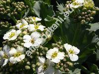 Crambe maritima L. (Cakile pontica Prokud., Crucifera maritima (L.) Krause)