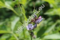 Vicia sepium L. (Vicioides sepium (L.) Moench)