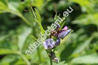 Vicia sepium L. (Vicioides sepium (L.) Moench)