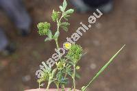 Medicago minima (L.) L. (Medicago polymorpha L. var. minima, Medicago hirsuta (L.) Bartal., Spinocarpus minimus (L.) Opiz)