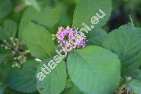 Callicarpa bodinieri (Callicarpa bodinieri Lv.)