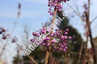 Callicarpa bodinieri (Callicarpa bodinieri Lv.)