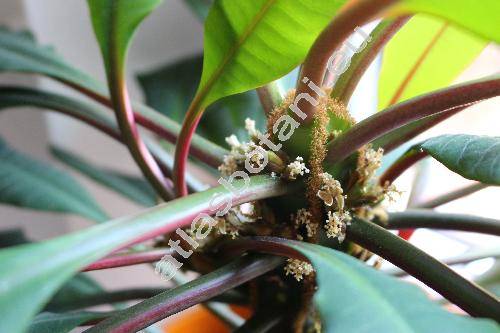 Euphorbia leuconeura (Euphorbia leuconeura Boiss., Tithymalus)