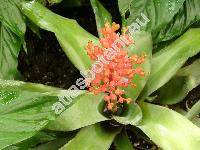 Aechmea fulgens Brongn. (Lamprococcus fulgens (Brongn.) Beer)