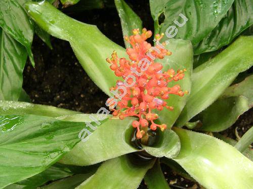 Aechmea fulgens Brongn. (Lamprococcus fulgens (Brongn.) Beer)