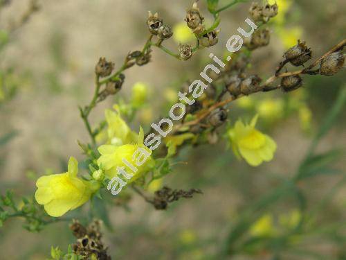 Linaria genistifolia (L.) Mill. (Antirrhinum genistifolium L.)