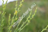 Linaria genistifolia (L.) Mill. (Antirrhinum genistifolium L.)