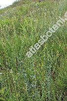 Linaria genistifolia (L.) Mill. (Antirrhinum genistifolium L.)