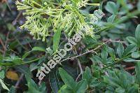 Cestrum nocturnum L. (Habrothamnus)