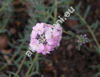 Aethionema grandiflorum Boiss. et Hohen. (Aethionema pulchellum Boiss. et Huet)