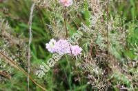 Armeria vulgaris Willd. (Statice elongata Hoffm., Statice armeria L., Armeria elongata (Hoffm.) Koch)