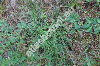 Armeria vulgaris Willd. (Statice elongata Hoffm., Statice armeria L., Armeria elongata (Hoffm.) Koch)